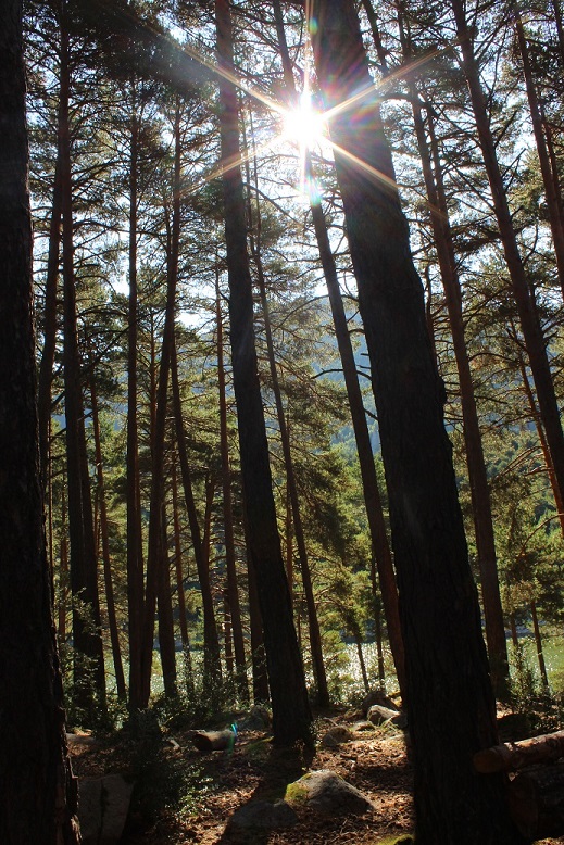 bosque con árboles altos