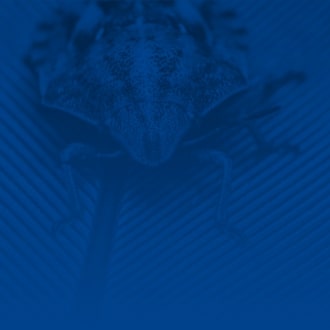 background azul chinche