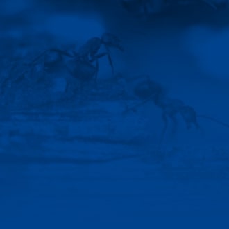 background azul hormiga