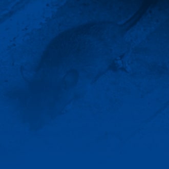 background azul ratas y ratones