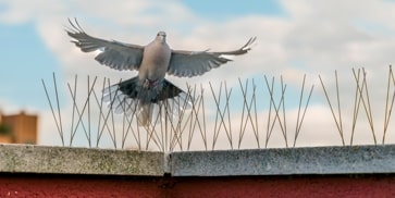 control de aves
