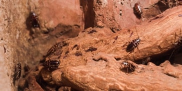 desinsectación imagen de insectos